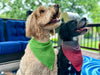 close up crochet dog bandana stitch texture