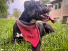 dog bandana crochet pattern easy pet scarf design