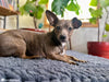 dog resting on handmade crochet dog bed