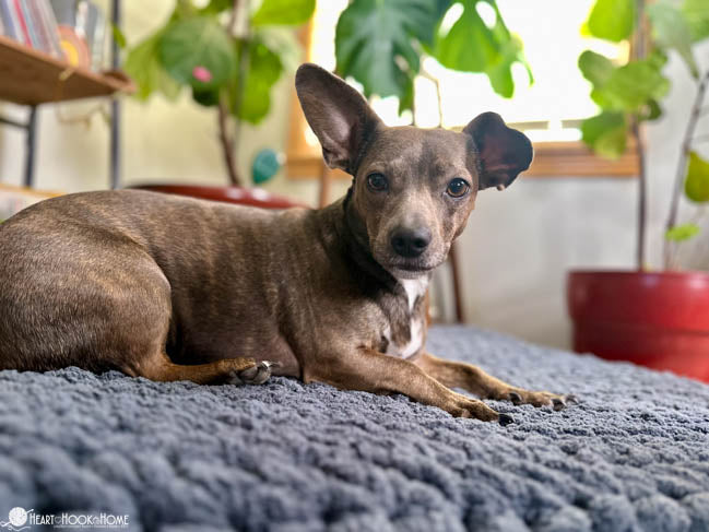 dog resting on handmade crochet dog bed