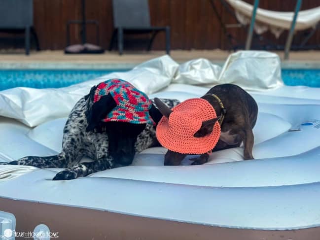 dog wearing crochet bucket hat cute pet sun hat
