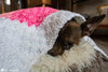 handmade crochet paw print blanket gift idea for pet