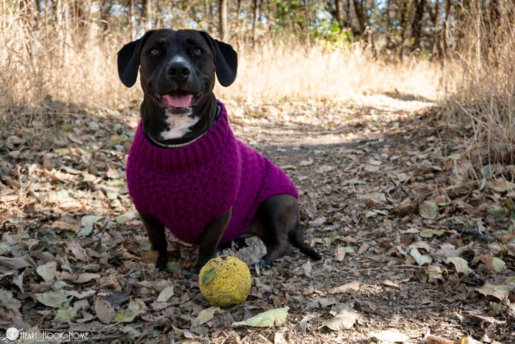 stellar dog sweater crochet pattern textured pet pullover