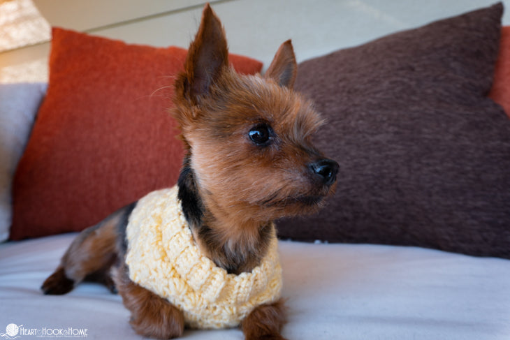 dog wearing textured crochet sweater cozy pet clothing