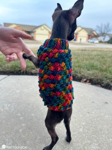 tiny berry dog sweater crochet pattern small teacup dog sweater