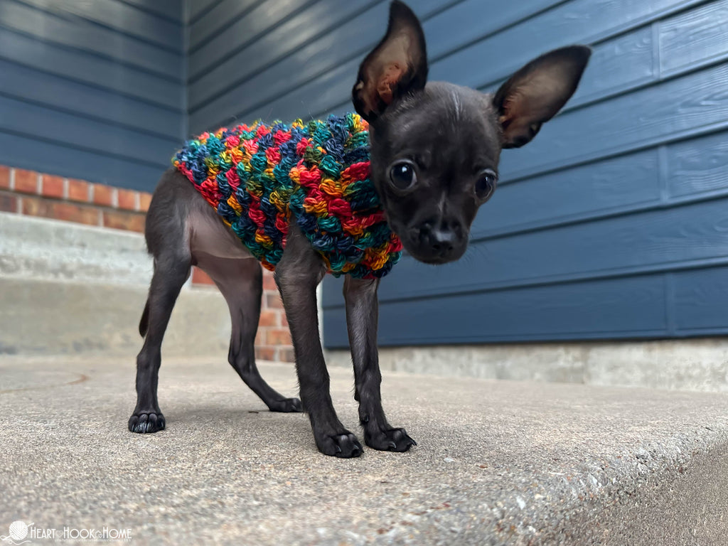 small dog wearing tiny crochet sweater cozy pet outfit