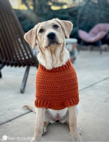 simple raglan dog sweater crochet pattern finished pet sweater
